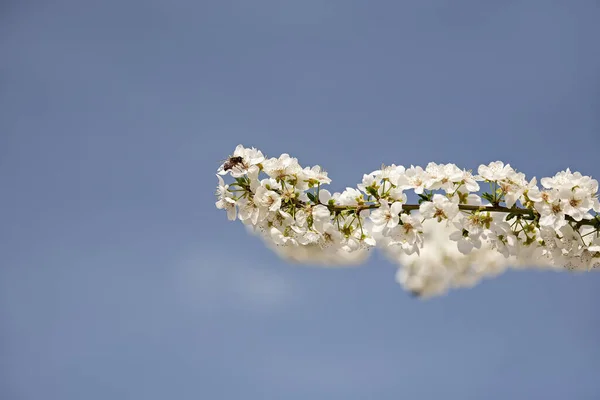 Uma Abelha Poliniza Flores Brancas Cereja Uma Árvore Florescente Primavera — Fotografia de Stock