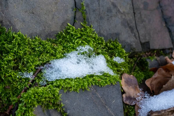 Hielo Sobre Musgo Invierno Sobre Roca Primer Plano — Foto de Stock