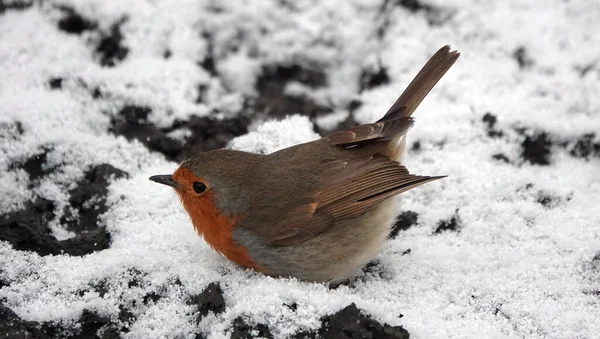 Pássaro Gordinho Robin Redbreast Com Sua Barriga Neve — Fotografia de Stock