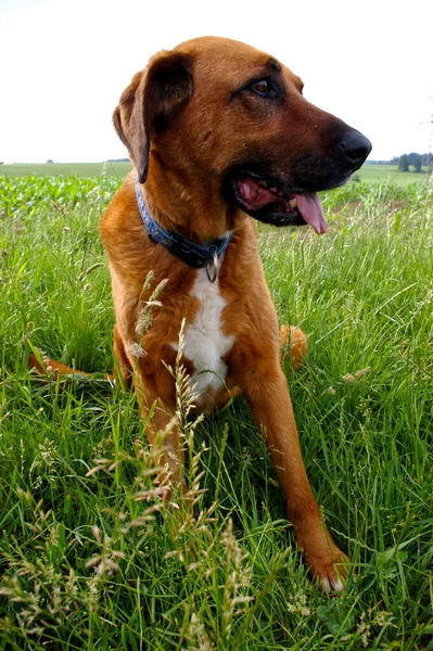 Chien Race Ridgeback Rhodésien Brun Sur Herbe — Photo