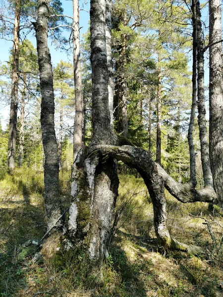 Knappen Tepesi Vestfold Norveç Yolunda Ormandaki Deforme Olmuş Bir Ağaç — Stok fotoğraf