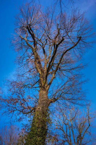 Снимок Голых Ветвей Деревьев Голубым Небом Заднем Плане — стоковое фото