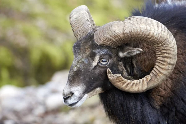 Natur Wildanimal Mouflon Sue Corna Ritratto Nel Parco Degli Animali — Foto Stock