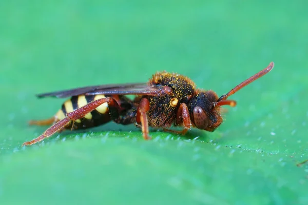 Знімок Кочової Бджоли Летбері Листі — стокове фото
