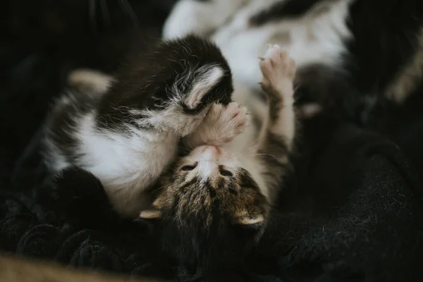 Eine Nahaufnahme Eines Niedlichen Kätzchens Das Zusammen Liegt — Stockfoto