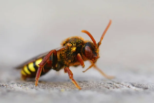 Een Oppervlakkige Focus Van Een Kleurrijke Lathbury Nomadenbij Van Grijze — Stockfoto