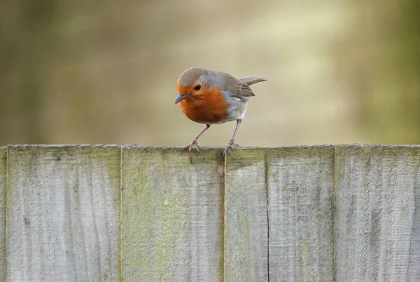 Curioso Pájaro Petirrojo Pie Sobre Tablas Madera Mirando Hacia Abajo —  Fotos de Stock