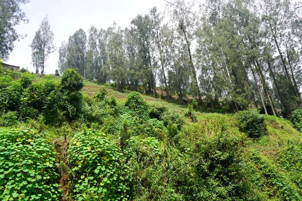 이무성 산비탈에 나무들 인도네시아 브로모에 포에서 자라고 — 스톡 사진