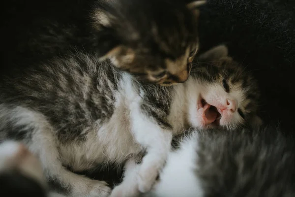 Closeup Shot Cute Baby Kittens — Stock Photo, Image