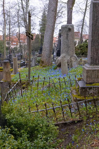 Colpo Verticale Fiori Zucca Siberiana Blu Che Sbocciano Nel Cimitero — Foto Stock