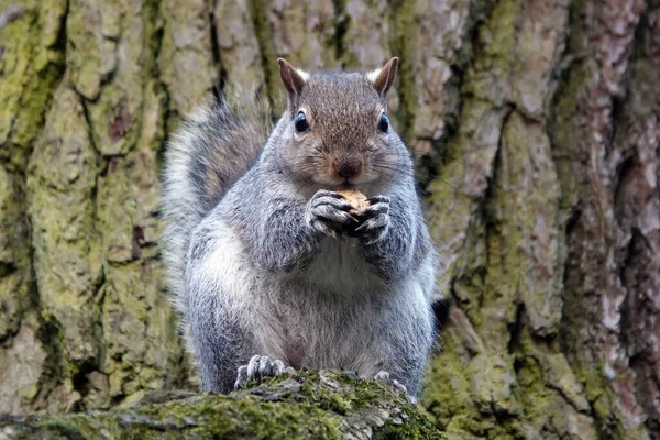 Una Linda Ardilla Gorda Disfrutando Algunas Nueces Una Rama Árbol —  Fotos de Stock