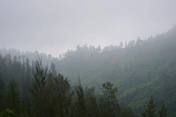 霧深い朝の草の多い山の斜面に広がる緑豊かな木々の絶景 — ストック写真