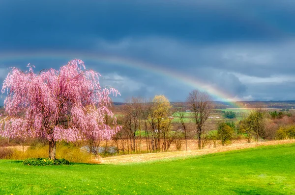 Impresionante Arco Iris Sobre Árbol Rosa Campo Hierba Venango Pensilvania —  Fotos de Stock