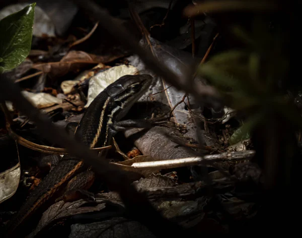 Gemensam Fem Fodrad Skink Marken — Stockfoto