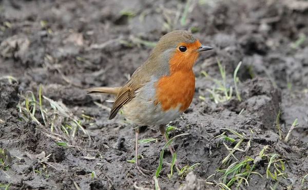 Rödbröstad Rödbrun Fågel Som Står Lerig Mark Och Ser Sig — Stockfoto