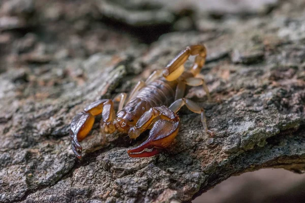 Escorpión Maltés Euscorpius Sicanus Cazando Presas Corteza Árbol Solo Especies —  Fotos de Stock