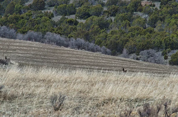 Beau Cliché Cerf Sur Paysage — Photo