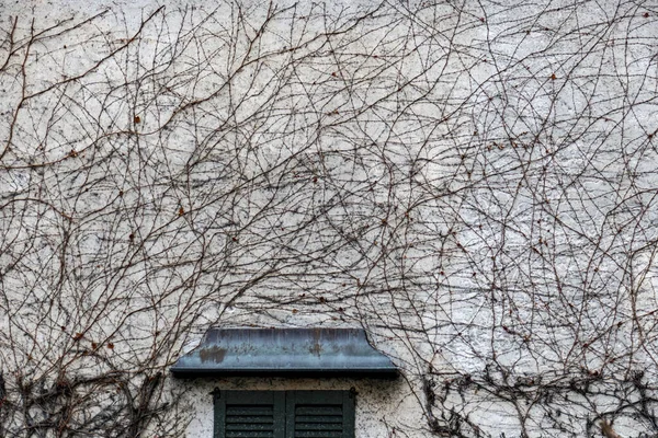 Bellissimo Scatto Una Facciata Completamente Ricoperta Vegetazione Edificio — Foto Stock