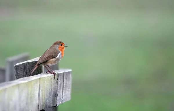 Pájaro Robin Europeo Feliz Parado Una Cerca Madera Afuera Con —  Fotos de Stock