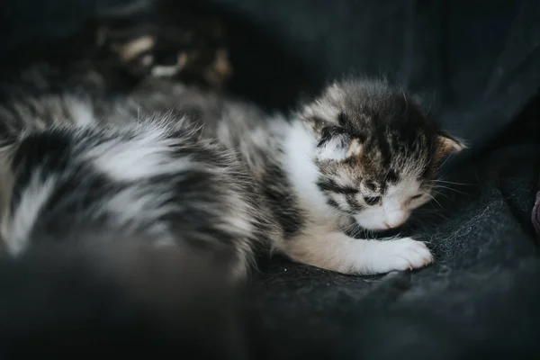 Een Close Shot Van Twee Schattige Kittens Die Samen Liggen — Stockfoto