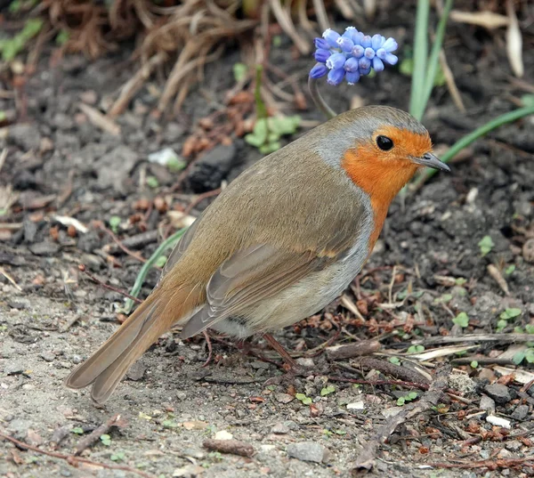 Europeisk Rödfågel Som Står Marken Bredvid Liten Blå Blomma — Stockfoto