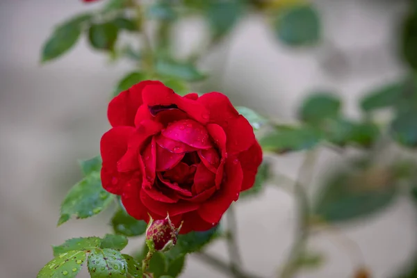 Selektywne Ujęcie Ostrości Czerwonego Kwiatu Róży Ogrodzie — Zdjęcie stockowe