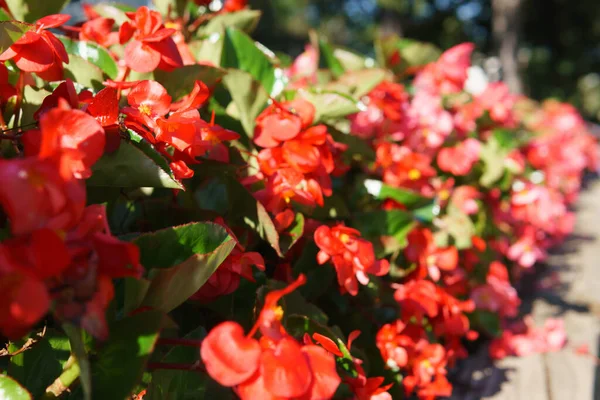 植物園に植えられたピンククラブベゴニアの花の選択的な焦点 — ストック写真