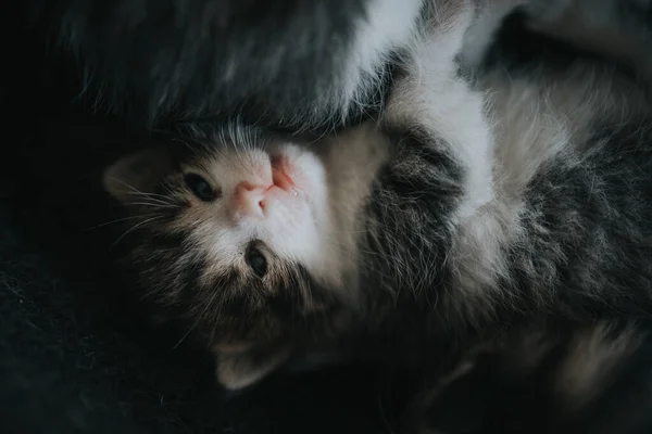 Een Close Shot Van Een Schattige Baby Kitten — Stockfoto