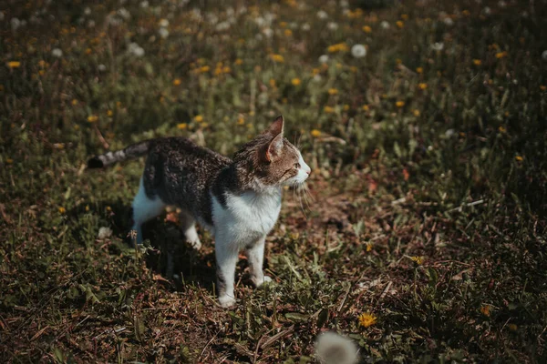 Vacker Katt Som Står Äng — Stockfoto