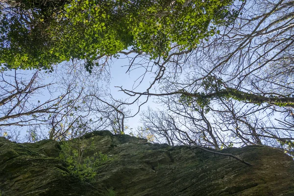 Een Lage Hoek Shot Van Mooie Groene Bladeren Naakte Takken — Stockfoto