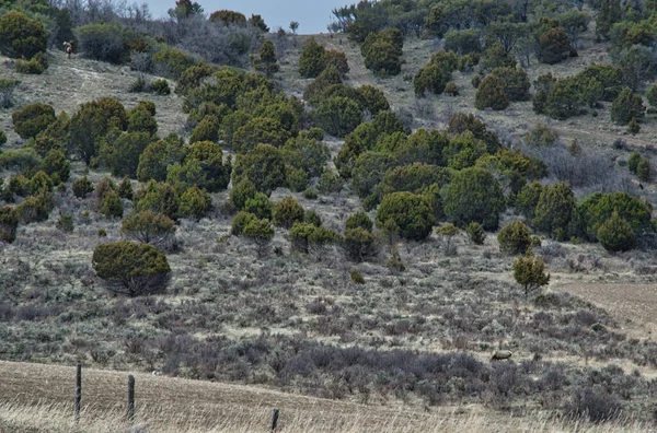 Vue Aérienne Une Forêt Sur Montagne — Photo