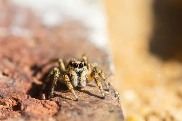 Eine Selektive Fokusaufnahme Einer Springenden Spinne Auf Einem Stein — Stockfoto