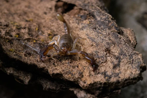 Мальтийский Скорпион Euscorpius Sicanus Охотится Добычей Коре Дерева Виды Скорпионов — стоковое фото