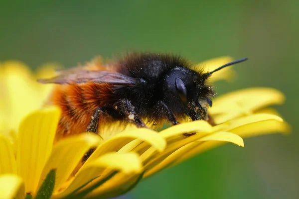 Shallow Focus Female Europeaen Horned Orchard Mason Bee Yellow Flower — Stock Photo, Image