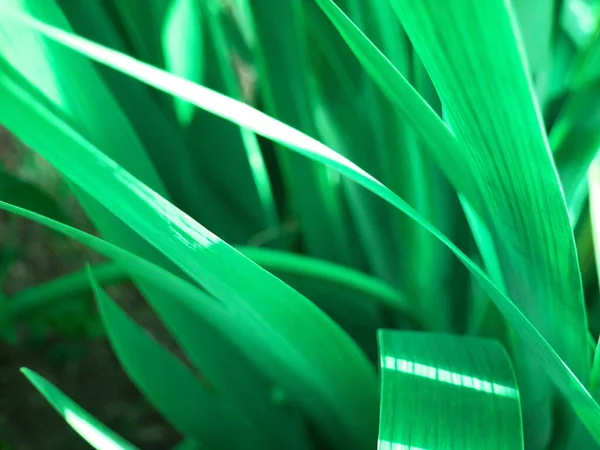Zbliżenie Strzał Zielonych Liści Tapety Tła — Zdjęcie stockowe