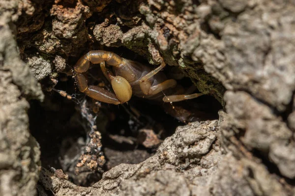 Escorpión Maltés Euscorpius Sicanus Cazando Presas Corteza Árbol Solo Especies — Foto de Stock