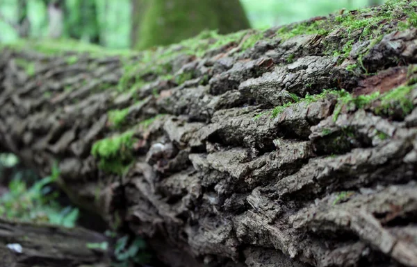 Mossy Zöld Törzs Fekszik Erdőben Közelkép Lövés Csodálatos Textúra — Stock Fotó