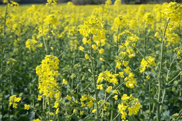 Closeup Vibrant Yellow Flowers Thick Field — Stock Photo, Image