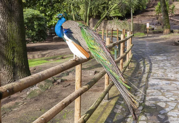 Ein Schön Gefärbter Pfau Auf Einem Holzzaun Einem Öffentlichen Park — Stockfoto