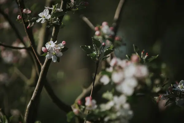 Eine Nahaufnahme Der Baumblüte — Stockfoto