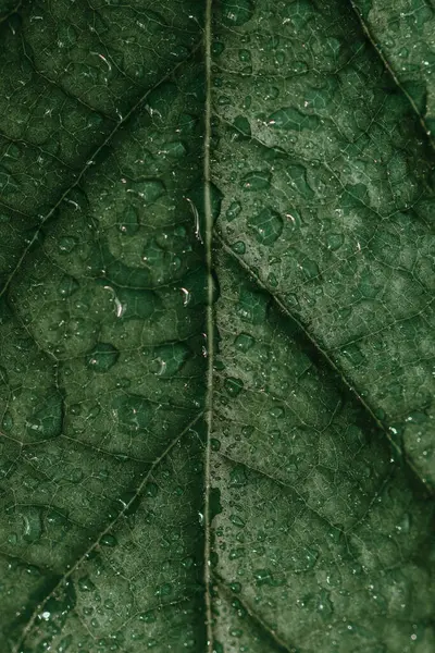 Вертикальний Знімок Зеленого Листа Краплями Води Використовуються Шпалери Або Фон — стокове фото