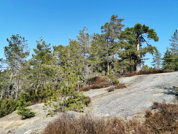 Hill Trees Way Knappen Hill Vestfold Norway — Stock Photo, Image