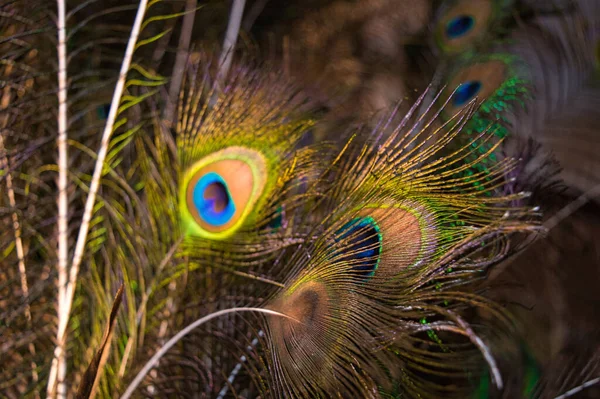 Detailní Záběr Pávího Peří — Stock fotografie