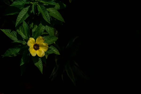 Желтый Цветок Arrowleaf Sida Черном Фоне Копировальным Пространством — стоковое фото