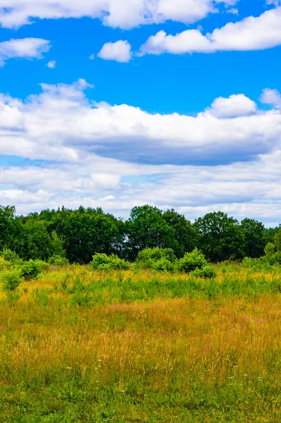 Eine Vertikale Aufnahme Der Grünen Wiese Mit Bäumen Unter Einem — Stockfoto