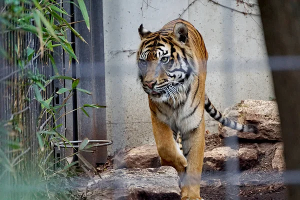 Een Ondiepe Focus Van Een Tijger Achter Hekken Dierentuin — Stockfoto