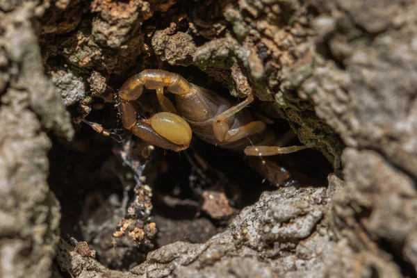 Maltański Skorpion Euscorpius Sicanus Polujący Ofiarę Kory Drzewa Tylko Gatunki — Zdjęcie stockowe