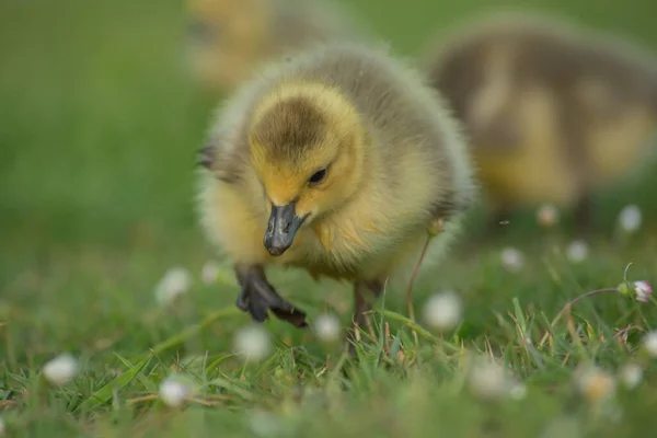 Primo Piano Piccolo Adorabile Soffice Anatroccolo Giallo Sul Campo Erboso — Foto Stock