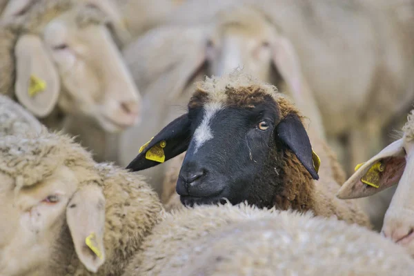 Ein Schwarzes Schaf Der Herde Das Die Kamera Blickt — Stockfoto
