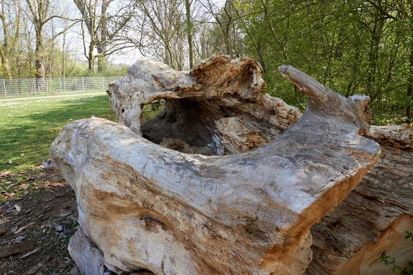 Closeup Shot Old Tree Trunk — Stock Photo, Image